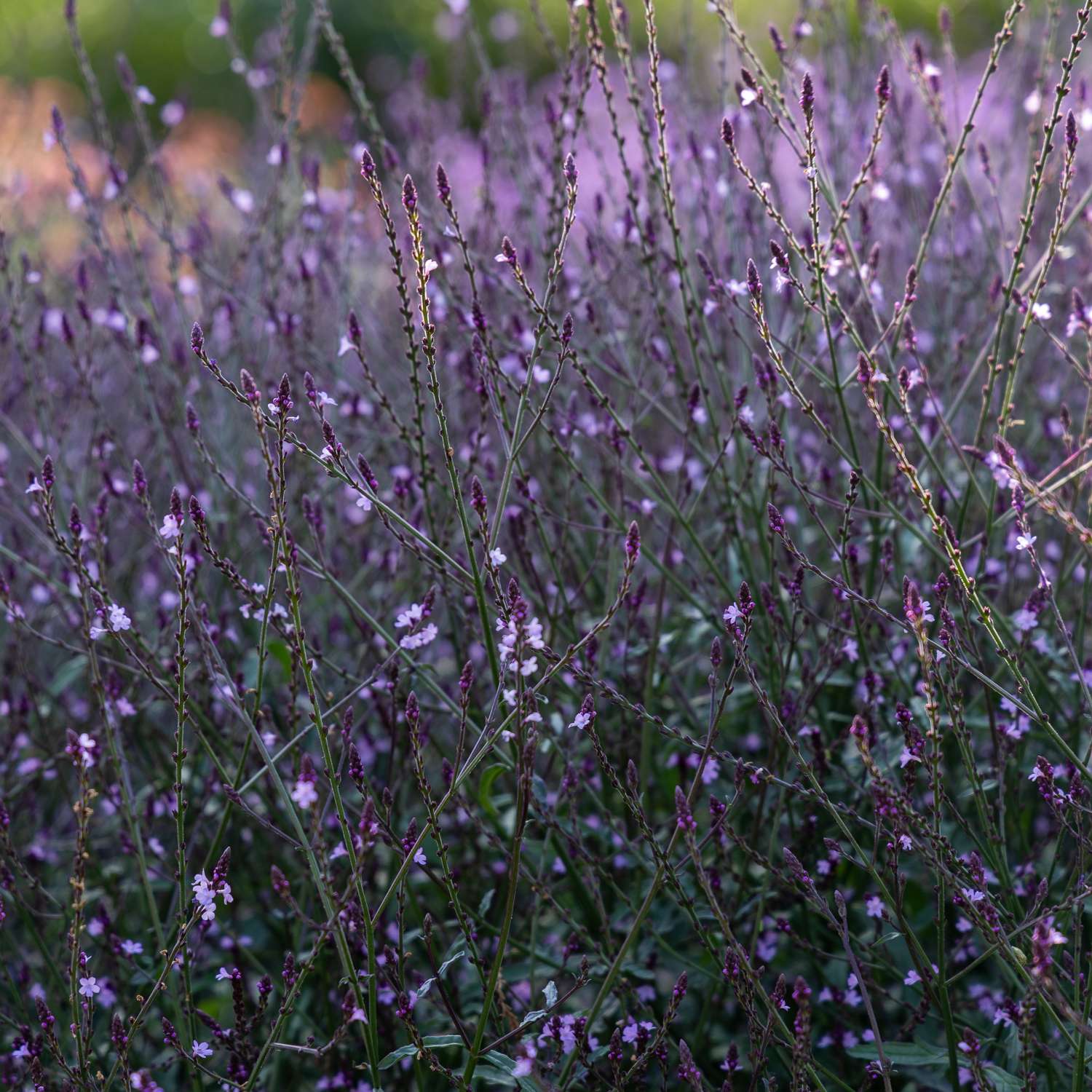 Verveine 'Bampton' (graines)